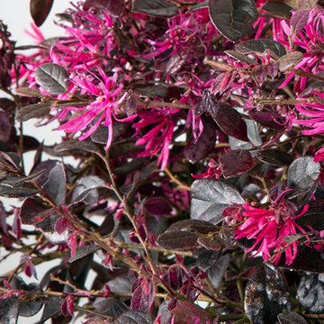 Purple Diamond® Loropetalum