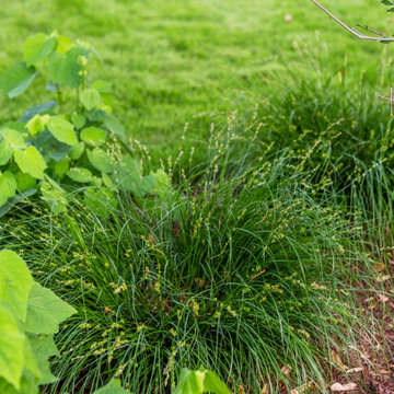 Urban Family Retreat | Shade Planting