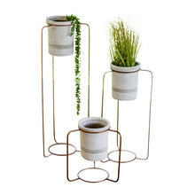 plants