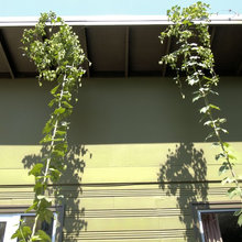 HOPS