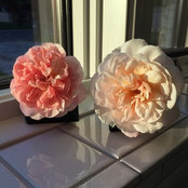 Jenny's photo