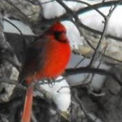 Lori Helmick's photo