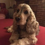 Sue Lacey's photo