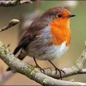 Robin Early's photo