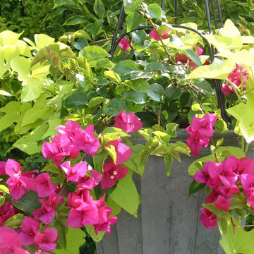 Miscellaneous Gardens and Pretty Things