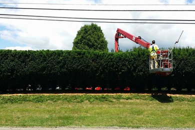 Hedge Trimming & Pruning Services