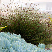 Backyard Plants