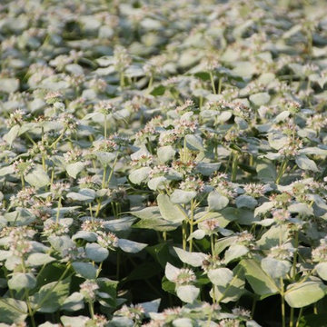 Some of Our Highly Used Favorite Plants