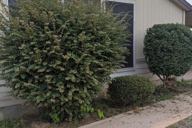 Shrub Prune And Removal