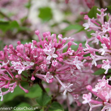 Lilacs