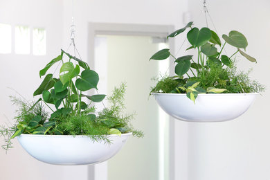 Our Hover Dish Planters...