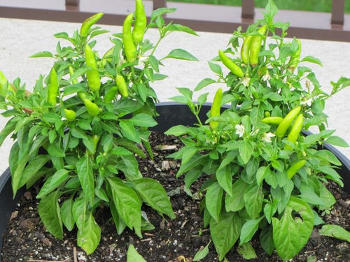 Comparison Of Indoor Vs Outdoor Growing