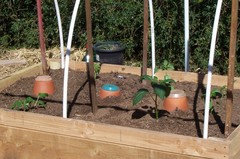 Four Ollas with lids - 1.25 Gallon Garden Irrigation Pot