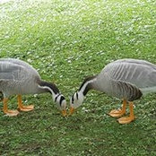 Foto von Anne Swarbrick
