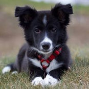 Bob Henry's photo