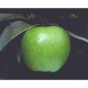 Todd Appleさんの写真