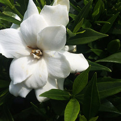 Current Featured Plants - Products