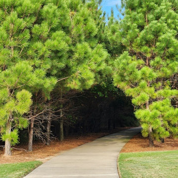 Pine Tree Upkeep