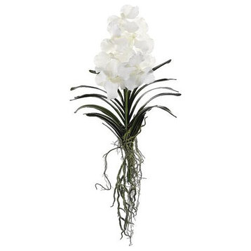 Vanda Orchid Plant, White, Pack of 4