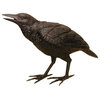 Black Raven, F