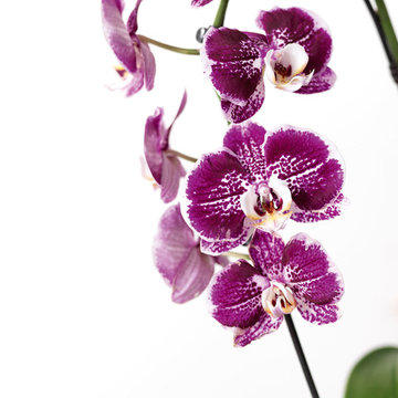 ONDA Orchidee