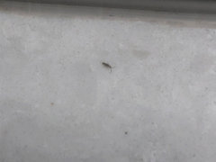 tiny bugs in bathroom