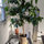 arlene_chung