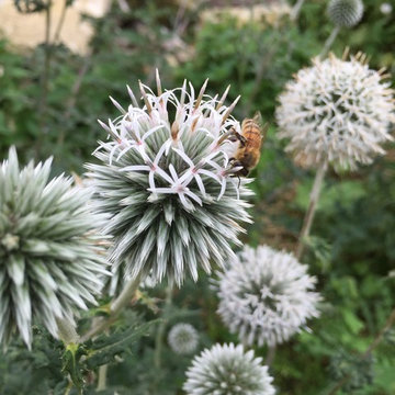 Jardin expérimental (en cours)
