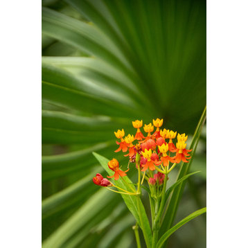 Bloodflowers and Palm Color Tropical Floral / Botanical Unframed Wall Art Print, 8" X 10"