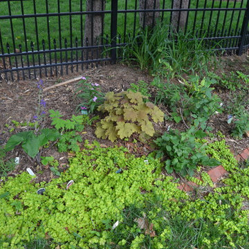 DIY Landscape - Woodland or Shade Gardening