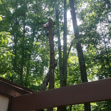 Rockville Tree removal