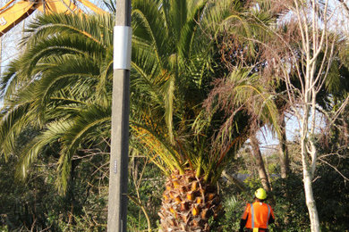 Palm Tree Removal and Re Planting