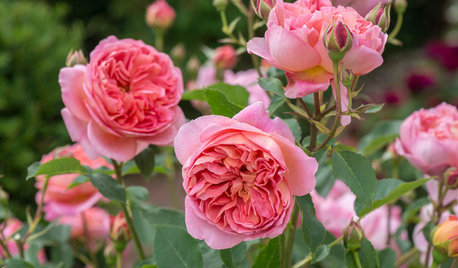 You’re Going to Want to Stop and Smell These Roses