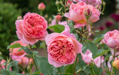 You’re Going to Want to Stop and Smell These Roses