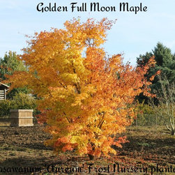 Trees With Outstanding Autumn Colour - Outdoor Products