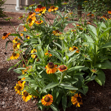 2014 flowers and foliage