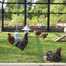 Poultry