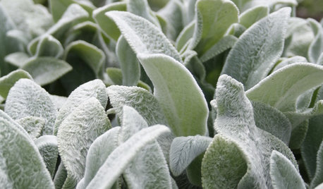 Cultiver des plantes à caresser, mode d'emploi