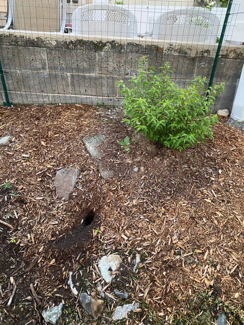 Can chipmunk holes kill plants?