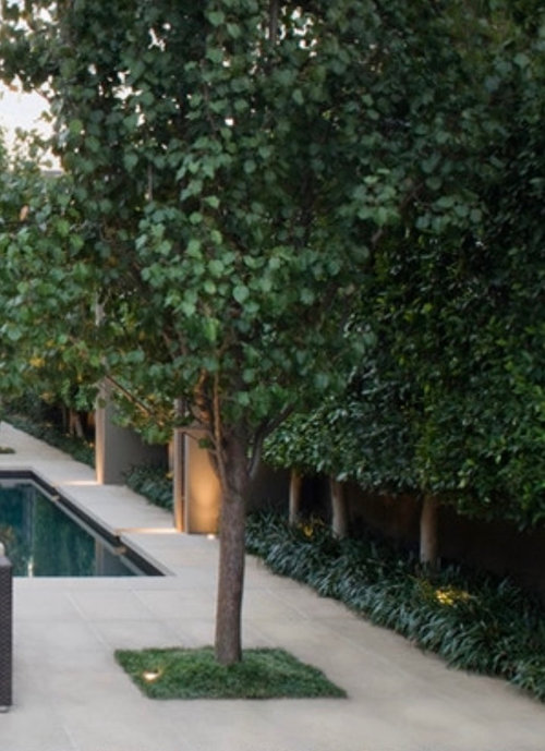 Planting under/around hedges