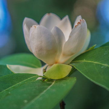 Sweetbay Magnolia Within an Urban Woodland