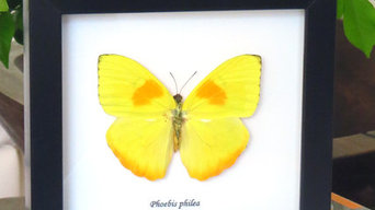 Single framed butterfly