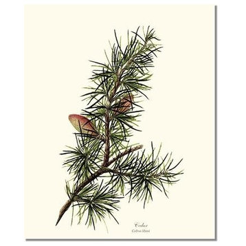 Vintage Botanical Tree Leaf Art Print: Cedar