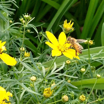 Pollinators