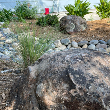 California Native Plants- Front and Back Yard Design