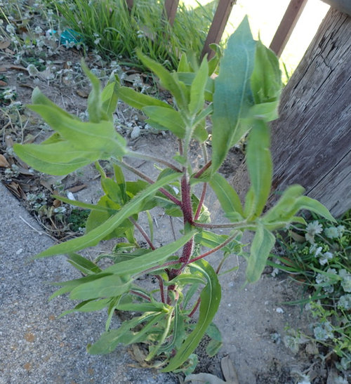 Red Stems & Long, Narrow Leaves?