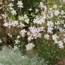 Planting Combos