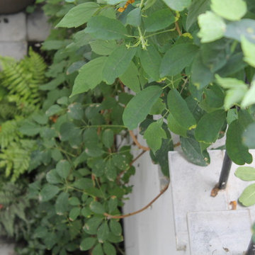 Islington Courtyard Garden