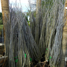 Desert Plants
