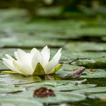 Water Feature with Water Lily, Essex